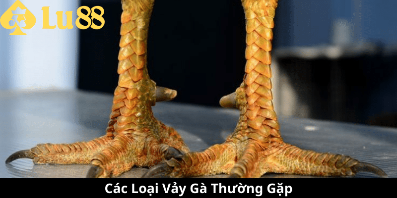 các loại vảy gà