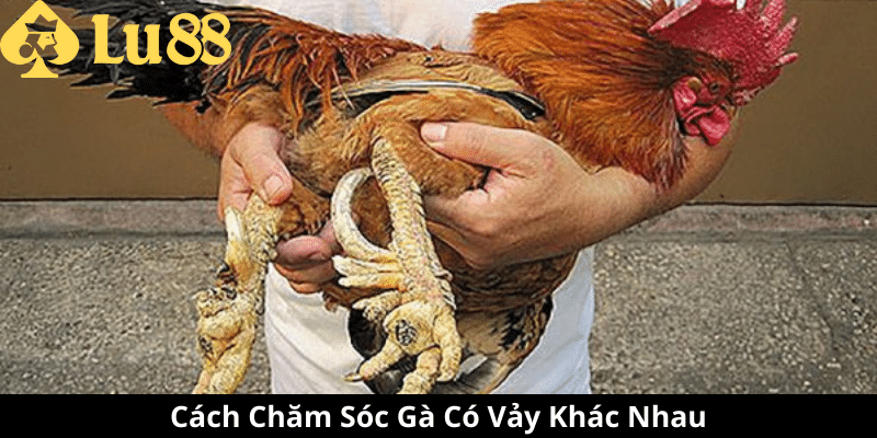 các loại vảy gà