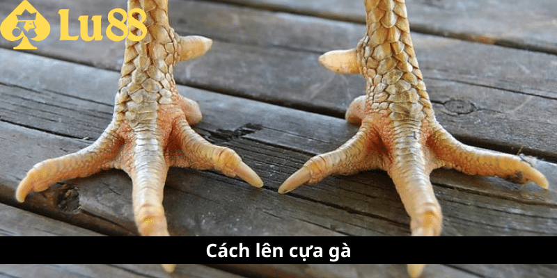 Cách lên cựa gà - Bí quyết nâng cao chiến thắng khi ra đòn cách len cựa gà