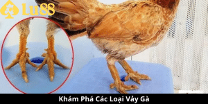 các loại vảy gà