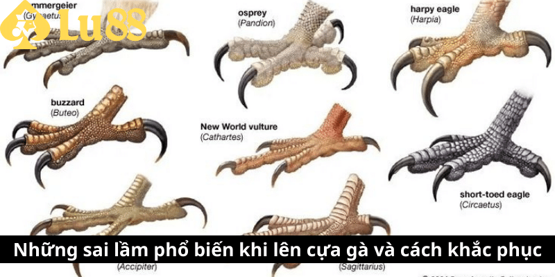 cách len cựa gà