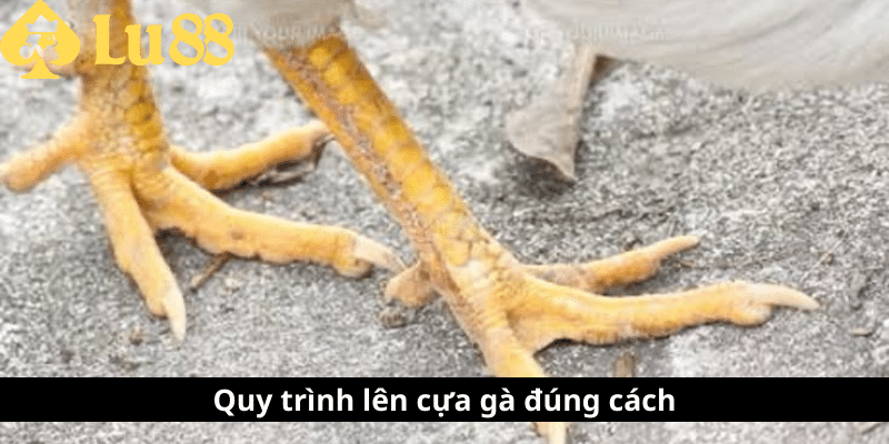 cách len cựa gà